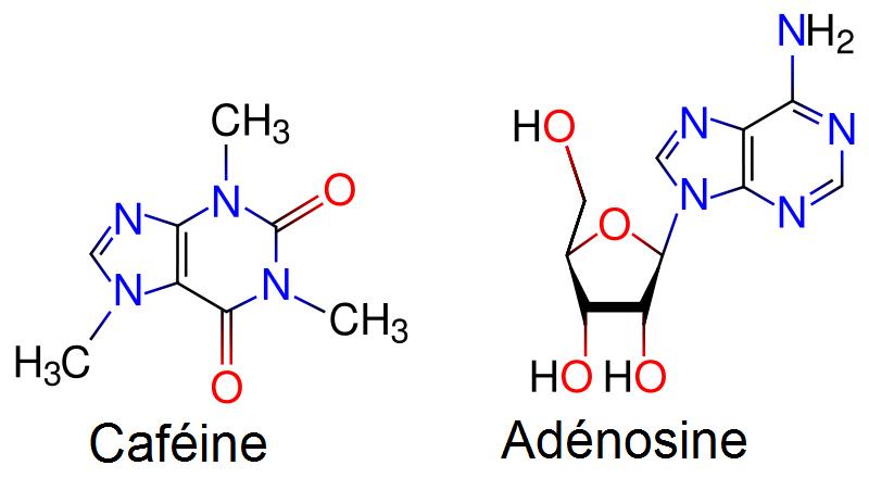 caféine adenosine